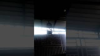 Download lagu Gelatik batu mp3