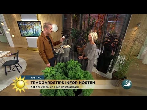 Nu är det dags att plantera vitlök - Nyhetsmorgon (TV4)
