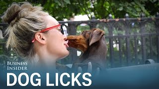 This is why you should stop letting your dog lick 