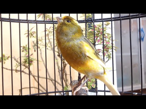 Canto do Canário Belga 1 HORAS 47 minutos para Treinamento !!!