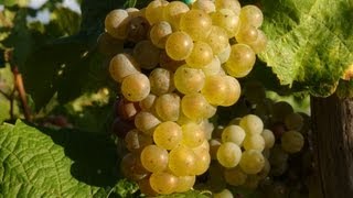preview picture of video 'Moezelwijn - wijnbouw aan de Moezel - Duitsland - Wijn - Riesling - Bernkastel-Kues - Cochem - Trier'