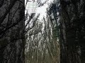 Andy Goldsworthy's Wood Line in the Presidio