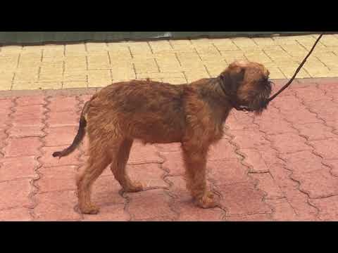 Brüsseler Griffon Welpe kaufen