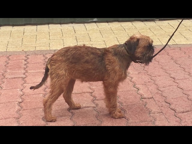 Brussels Griffon puppy for sale