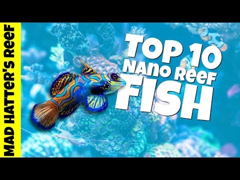 Top 10 nano reef tank fish