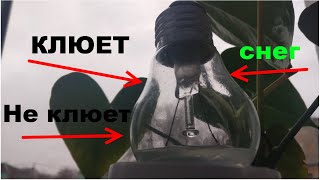 Как предсказать клев рыбы