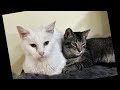 sweet furbabies of mine
