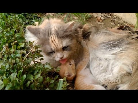 Mother Cat Panting In Heat But Still Cuddling Orphan Kitten And Licking Him