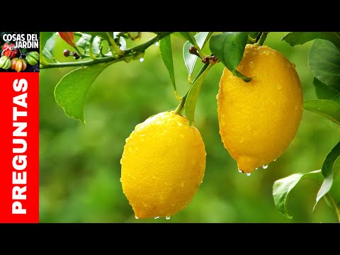 Top 10 preguntas sobre limoneros- Regar Podar Fertilizar Caida de frutos  Cuidados Invierno Mace