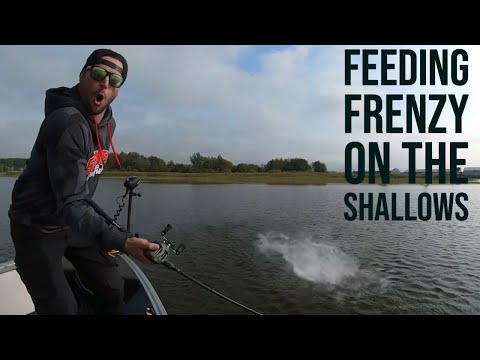 Feeding Frenzy on the Shallows - Autumn Pike Fishing in Sweden