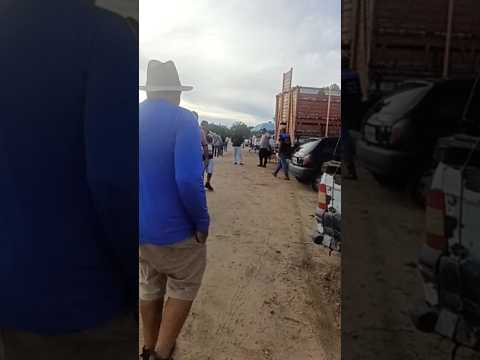 #youtubeviral #venturosa #feira #pernambuco #youtubeshorts