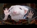 Stuart Takes A Spin In The Washer Stuart Little Michael J Fox
