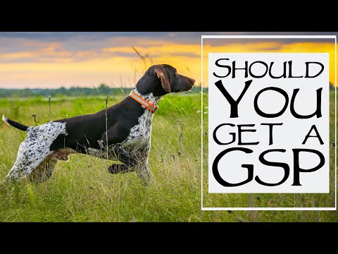 YouTube video about German Shorthaired Pointer Overview