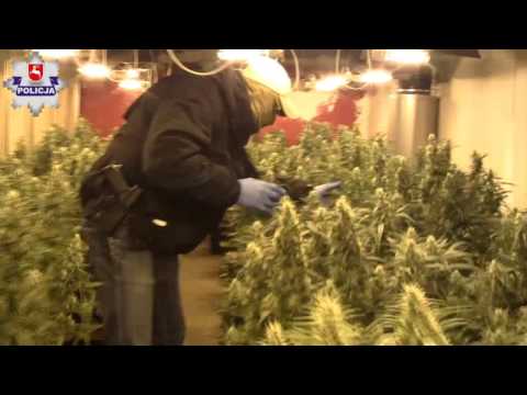 Ogromna plantacja konopi indyjskich w gminie Krzczonów