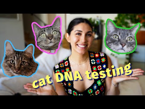 DNA Testing My Cats