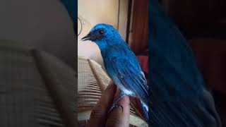 Download lagu slendang biru / Anis biru gacor mp3
