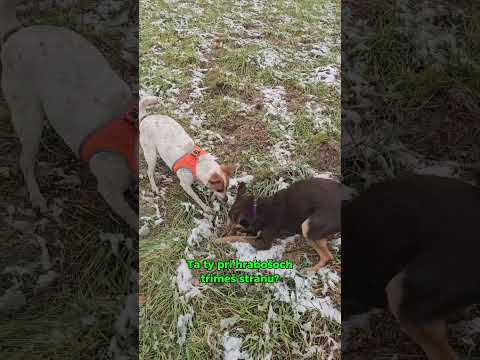 Fenka Pampi a pes Teeky objavili hrabošie nory 🙃 #pampi #pes #slovakia #priroda