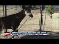 Okapi From Disney Florida Has Moved To The Denver Zoo