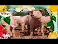 The Amazing World Baby Tv Pig