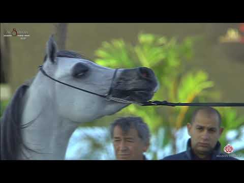 N 304 AJA ELDORADO   Al Shiraa International Arabian Horse Show 2020