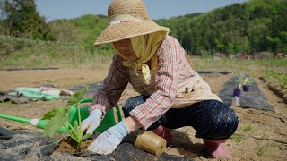 スイカとかぼちゃを植えました！！【フミちゃんねる】