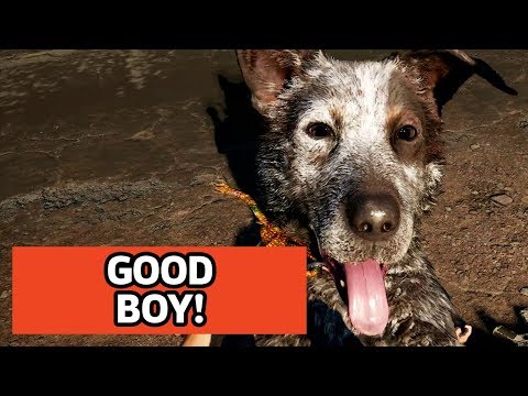 Boomer Is A Good Boy - 4K Dog Far Cry 5 Gameplay