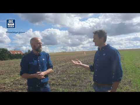 Behöver du komplettera gödslingen i höstraps?