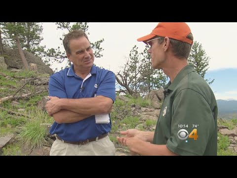 What Happens To The Forest After A Fire