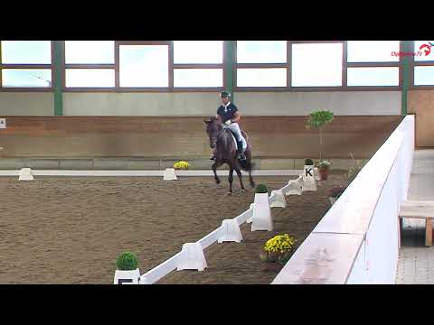 Siegerhengst "Extra Gold" Veranlagungstest Warendorf 09/2022