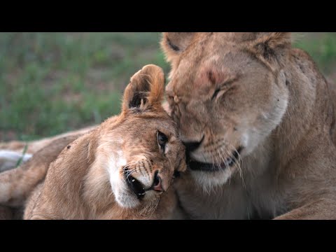 Miracle in the Manyeleti - Lion Pride Together at Last (Nharus)