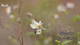 Download lagu Huwannur (Ai khodijah) mp3