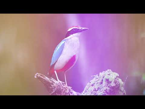 混交林は回復力が高い