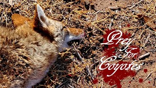 AMALGAM8 - PREY FOR COYOTES (Official Lyric Video)