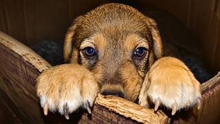 Abandoned Puppy With a Broken Heart Changes Completely after Being Rescued