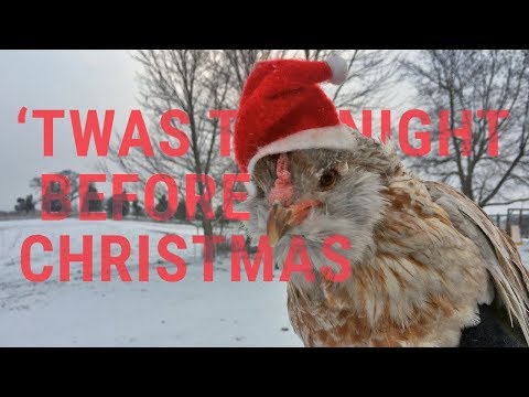 download lagu mp3 mp4 Little Chickens Big Christmas, download lagu Little Chickens Big Christmas gratis, unduh video klip Little Chickens Big Christmas