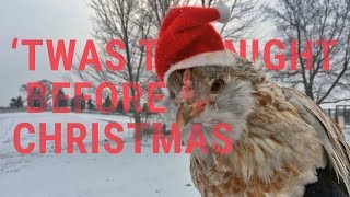 'Twas the Night Before Christmas | with Chickens