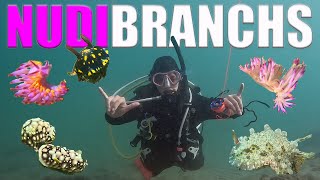 Scuba Diving For NUDIBRANCHS At WORLD RECORD Site!