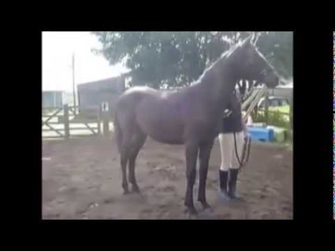 15 1 Yearling For Sale View at - www.ponyswap.co.uk