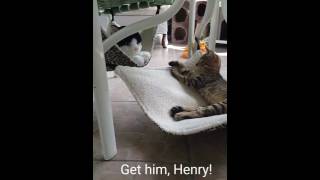 Henry takes a jab!