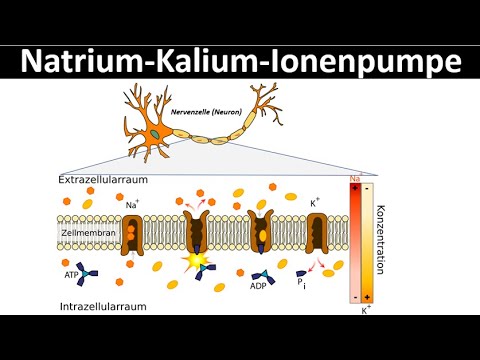 Sodium-potassium ion pump [pump, sodium-potassium ATPase] - [Neurobiology, advanced level]