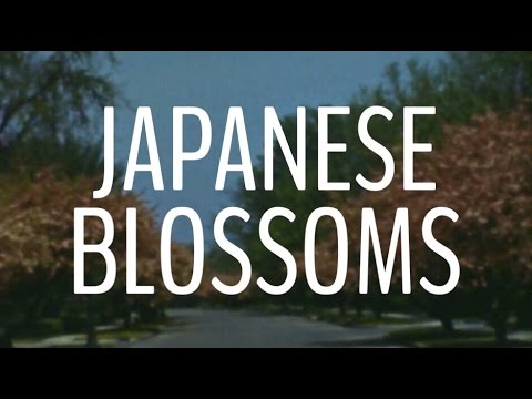 Japanese Blossoms