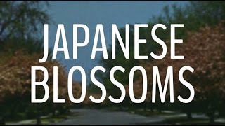 Japanese Blossoms Music Video