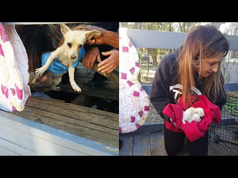 Rescue Stray Dog Stuck Under Porch Was Hiding The Tiniest Surprise