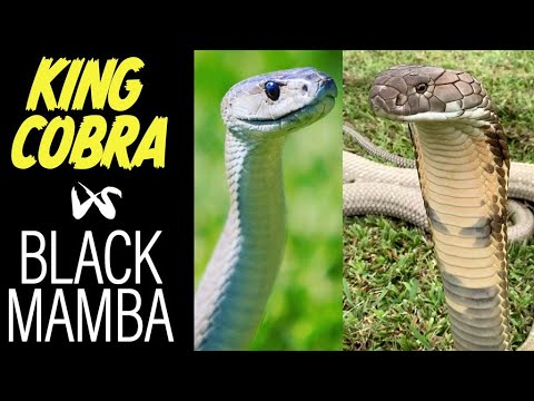 King Cobra Vs Black Mamba! The ultimate showdown....