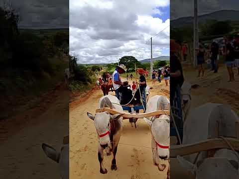 Carreta de carro de boi Guajeru Bahia #nelores