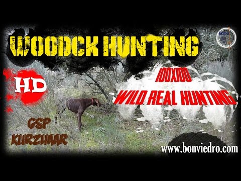 WOODCOCK HUNTING #2 | CHASSE BECASSE | CACCIA BECCACCIA | HD | 2015/2016 |