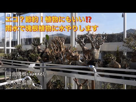 園芸 温室内の水やり管理