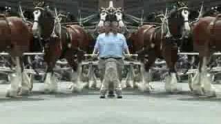 preview picture of video 'Wagon Days 2008 Ketchum, ID Budweiser Clydesdales'