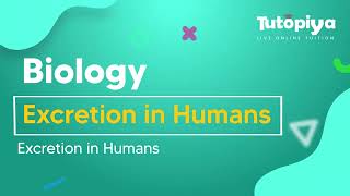 Excretion in human.