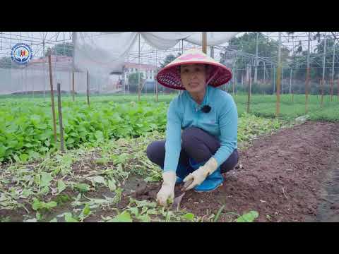 Đừng Ăn Rau Nếu Chưa Biết Điều Này! Hành Trình Từ Nông Trại Đến Bàn Ăn